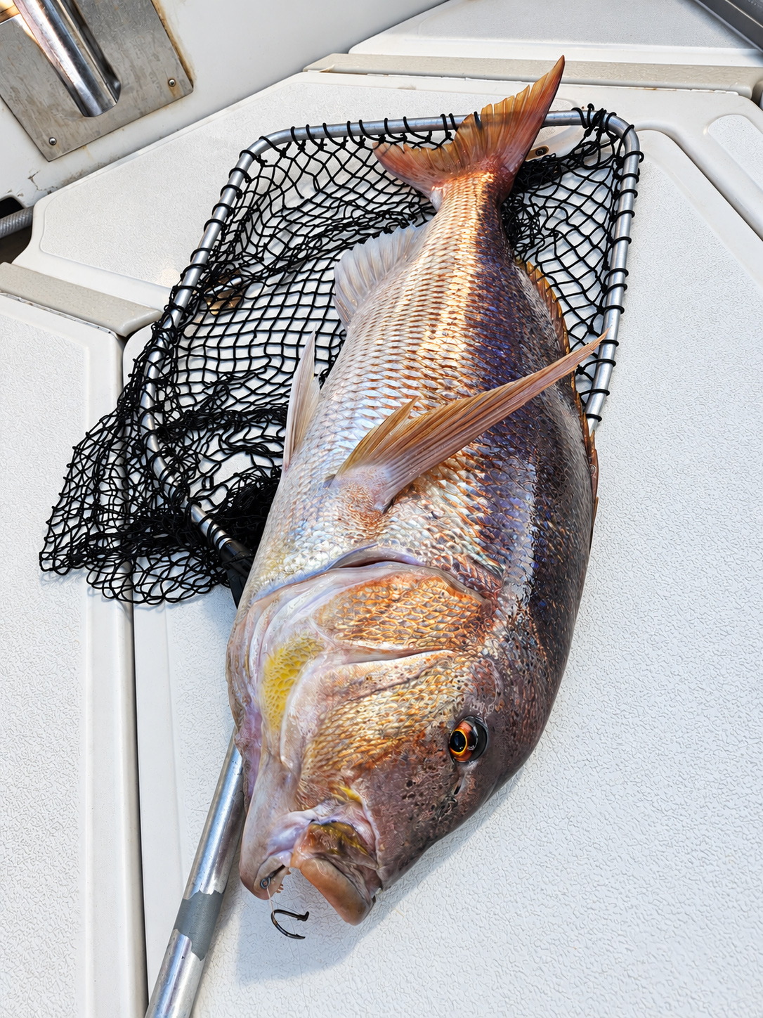 Fishing izlet iz Primoštena